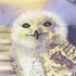 foxyowl illustration by wendy martin