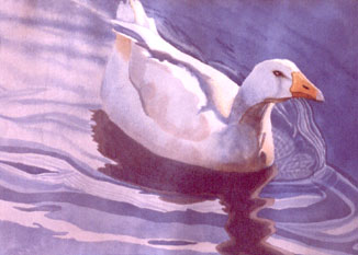 fine art watercolor by wendy martin for sale