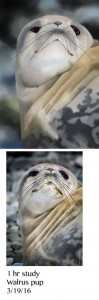 1-hr-study-walrusface