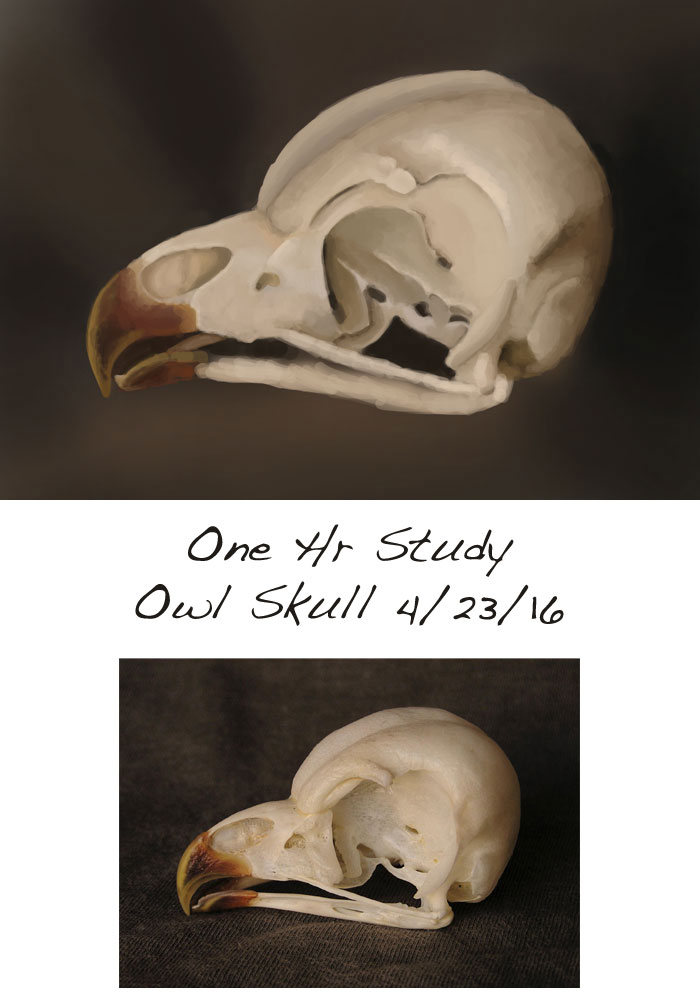1-hr-study-owlskull
