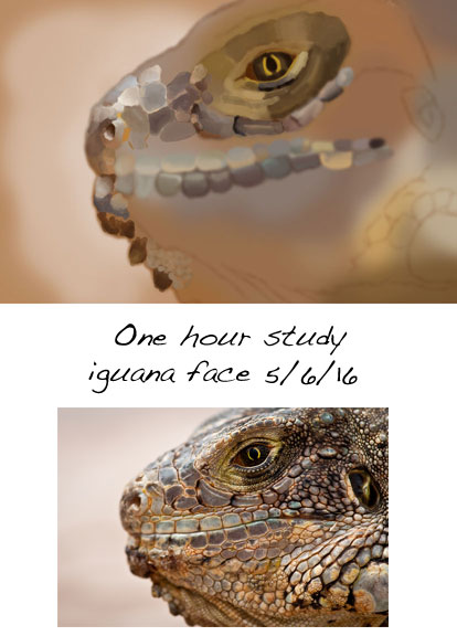 1-hr-study_Iguana