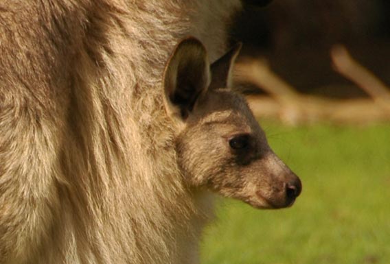 kangaroo-baby-in-mothers-pocket-australia-phillip-island-cringel.com